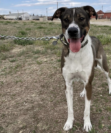 Booker, an adoptable Australian Shepherd, Mixed Breed in McCook, NE, 69001 | Photo Image 1