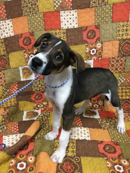 Booker, an adoptable Australian Shepherd, Mixed Breed in McCook, NE, 69001 | Photo Image 2