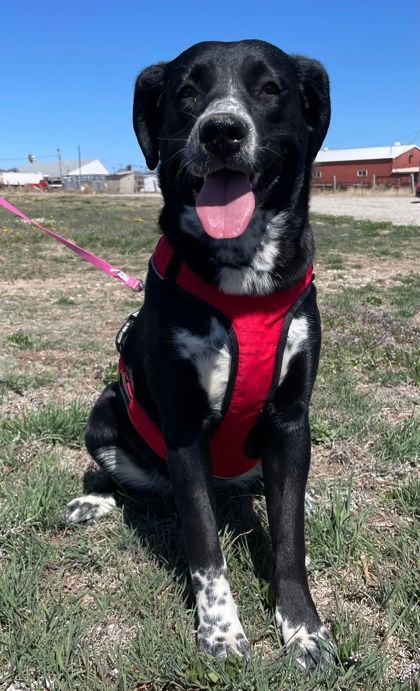 Betty, an adoptable Australian Shepherd, Mixed Breed in McCook, NE, 69001 | Photo Image 1