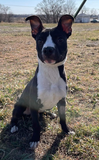 Louis, an adoptable Boxer, Mixed Breed in McCook, NE, 69001 | Photo Image 1