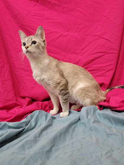 Shakira, an adoptable Domestic Short Hair in McCook, NE, 69001 | Photo Image 1