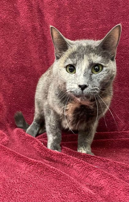 Chimera, an adoptable Domestic Short Hair in McCook, NE, 69001 | Photo Image 1