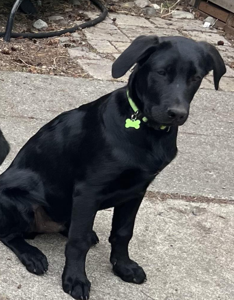 Sheldon, an adoptable Labrador Retriever in Anchorage, AK, 99503 | Photo Image 1