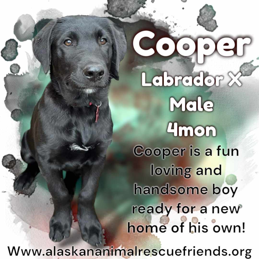 Cooper, an adoptable Labrador Retriever in Anchorage, AK, 99503 | Photo Image 1