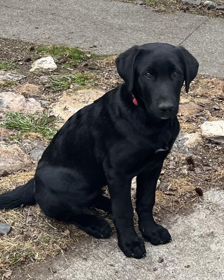 Cooper, an adoptable Labrador Retriever in Anchorage, AK, 99503 | Photo Image 2