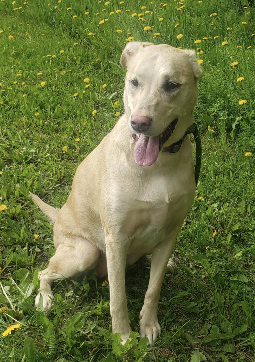 Noel, an adoptable Boxer, Labrador Retriever in Anchorage, AK, 99503 | Photo Image 1