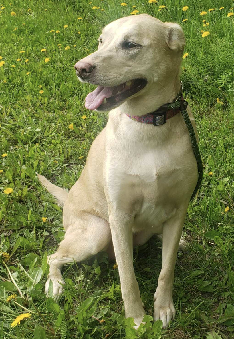 Noel, an adoptable Boxer, Labrador Retriever in Anchorage, AK, 99503 | Photo Image 2