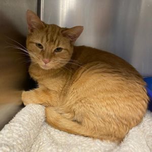 This sweet 3-year old orange tabby girl is Muffin Muffin is new to us and we are still getting to