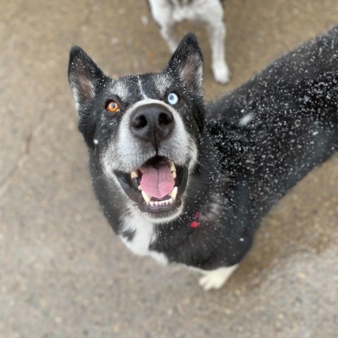 Peter, an adoptable Husky in Grand Junction, CO, 81505 | Photo Image 1