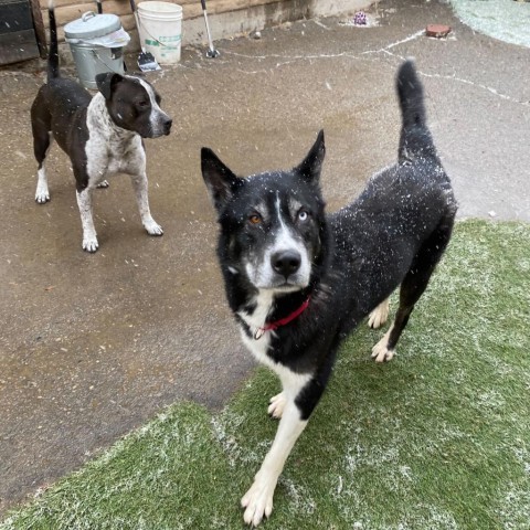 Peter, an adoptable Husky in Grand Junction, CO, 81505 | Photo Image 2