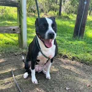 Jane, Adult Female American Staffordshire Terrier