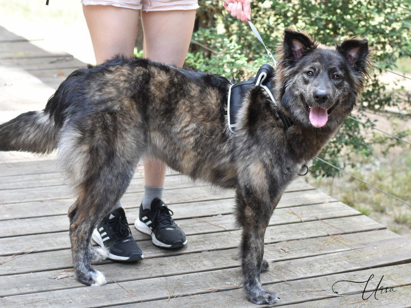 Ursa