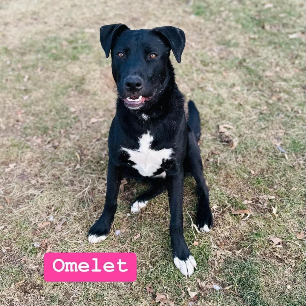 Omelet