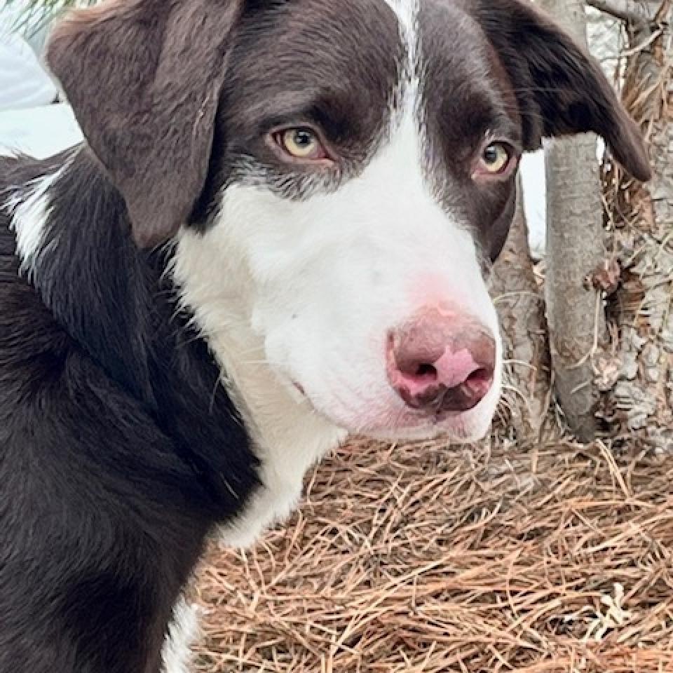 Leia, an adoptable Border Collie in Cashmere, WA, 98815 | Photo Image 1