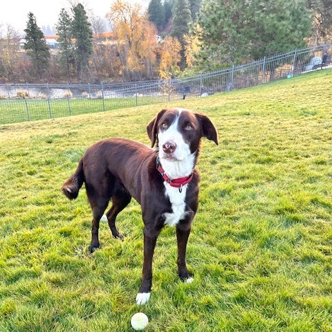 Leia, an adoptable Border Collie in Cashmere, WA, 98815 | Photo Image 2