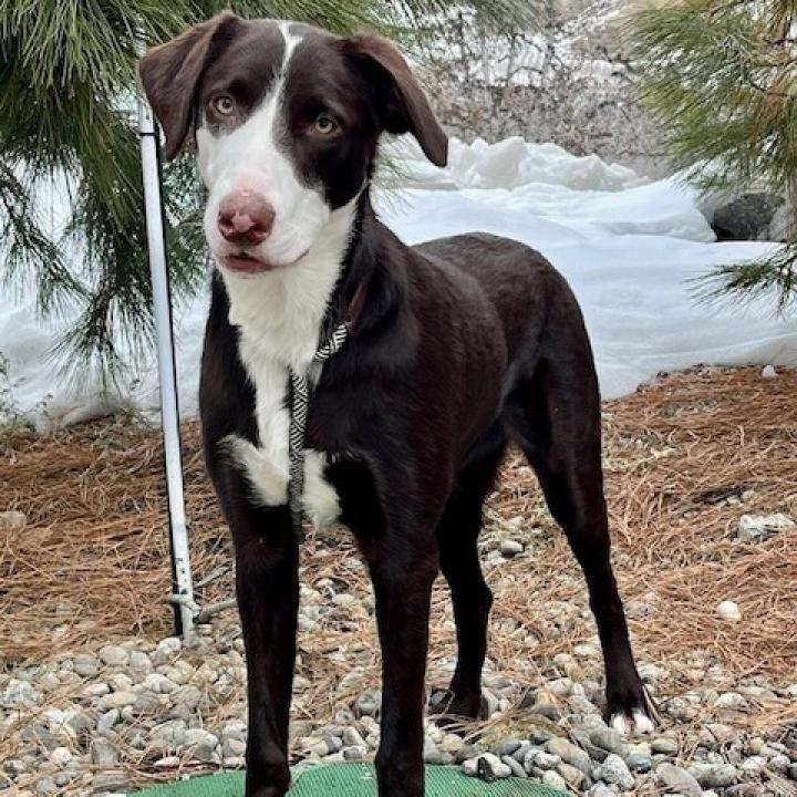 Leia, an adoptable Border Collie in Cashmere, WA, 98815 | Photo Image 2