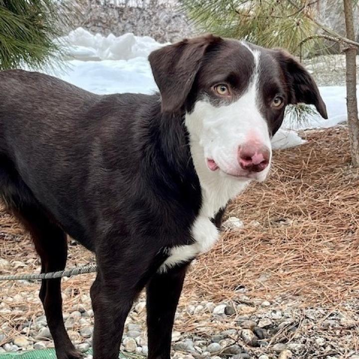 Leia, an adoptable Border Collie in Cashmere, WA, 98815 | Photo Image 3