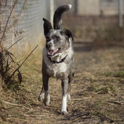 Kittle, an adoptable Australian Cattle Dog / Blue Heeler, Australian Shepherd in Milford, IA, 51351 | Photo Image 1