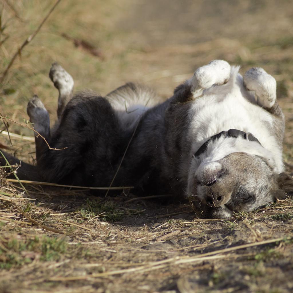 Kittle, an adoptable Australian Cattle Dog / Blue Heeler, Australian Shepherd in Milford, IA, 51351 | Photo Image 2