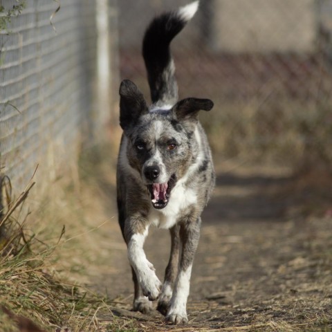 Kittle, an adoptable Australian Cattle Dog / Blue Heeler, Australian Shepherd in Milford, IA, 51351 | Photo Image 3