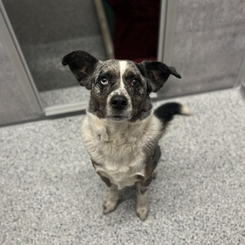 Kittle, an adoptable Australian Cattle Dog / Blue Heeler, Australian Shepherd in Milford, IA, 51351 | Photo Image 3