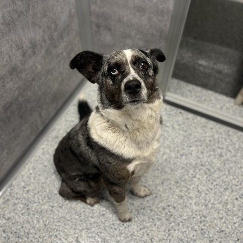 Kittle, an adoptable Australian Cattle Dog / Blue Heeler, Australian Shepherd in Milford, IA, 51351 | Photo Image 4