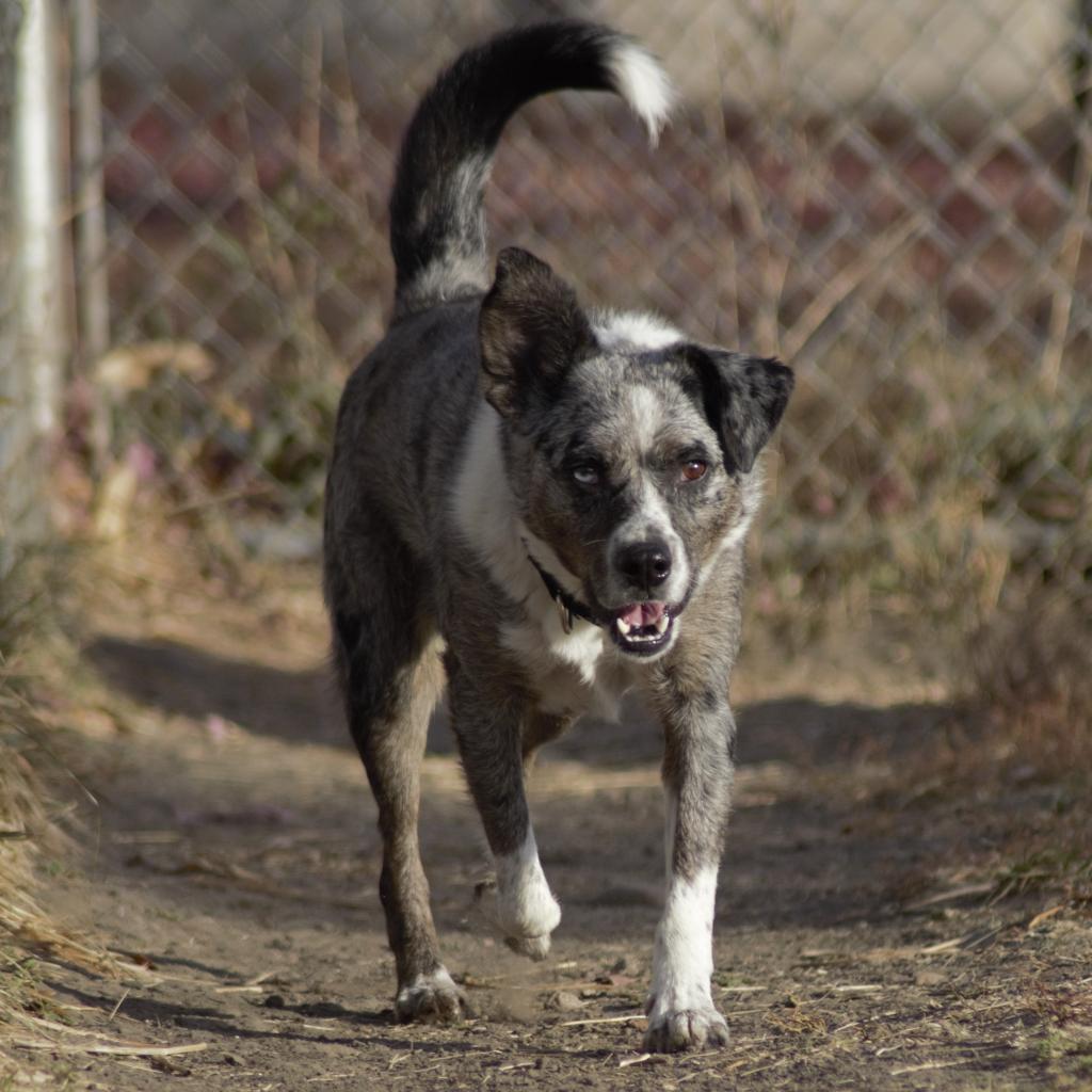 Kittle, an adoptable Australian Cattle Dog / Blue Heeler, Australian Shepherd in Milford, IA, 51351 | Photo Image 4