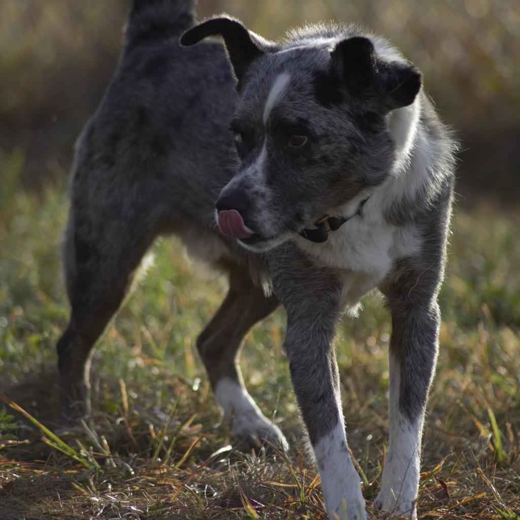 Kittle, an adoptable Australian Cattle Dog / Blue Heeler, Australian Shepherd in Milford, IA, 51351 | Photo Image 5