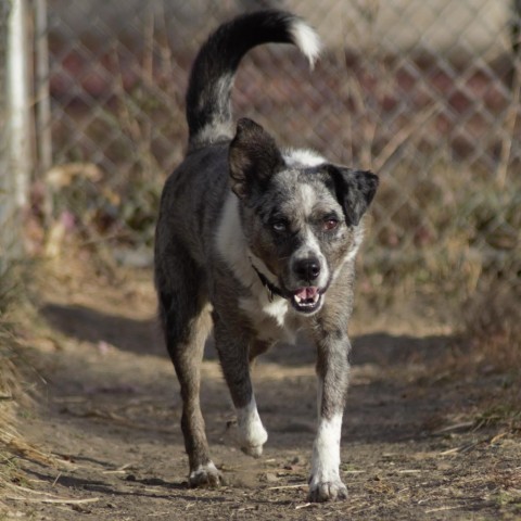 Kittle, an adoptable Australian Cattle Dog / Blue Heeler, Australian Shepherd in Milford, IA, 51351 | Photo Image 6