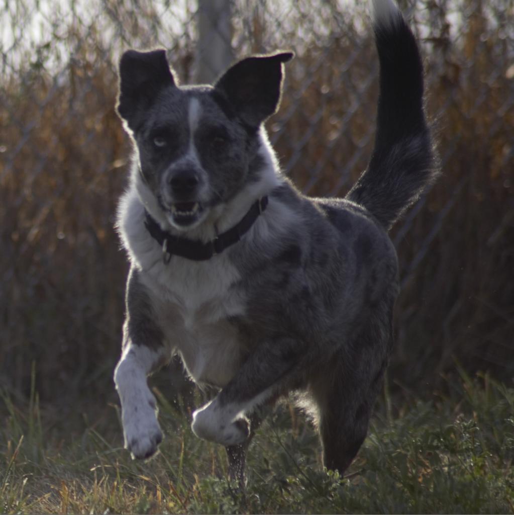 Kittle, an adoptable Australian Cattle Dog / Blue Heeler, Australian Shepherd in Milford, IA, 51351 | Photo Image 6