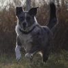 Kittle photo 6