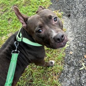 Charles, Adult Female Mixed Breed