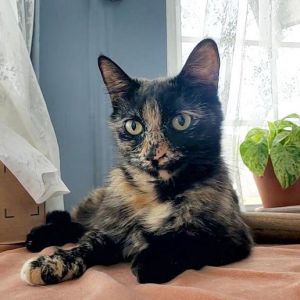 Momo Domestic Short Hair Cat