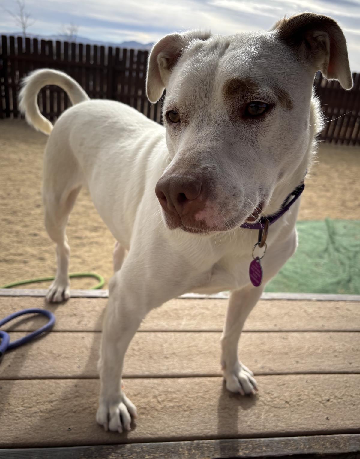 Stella, an adoptable Corgi, Bull Terrier in Incline Village, NV, 89450 | Photo Image 1