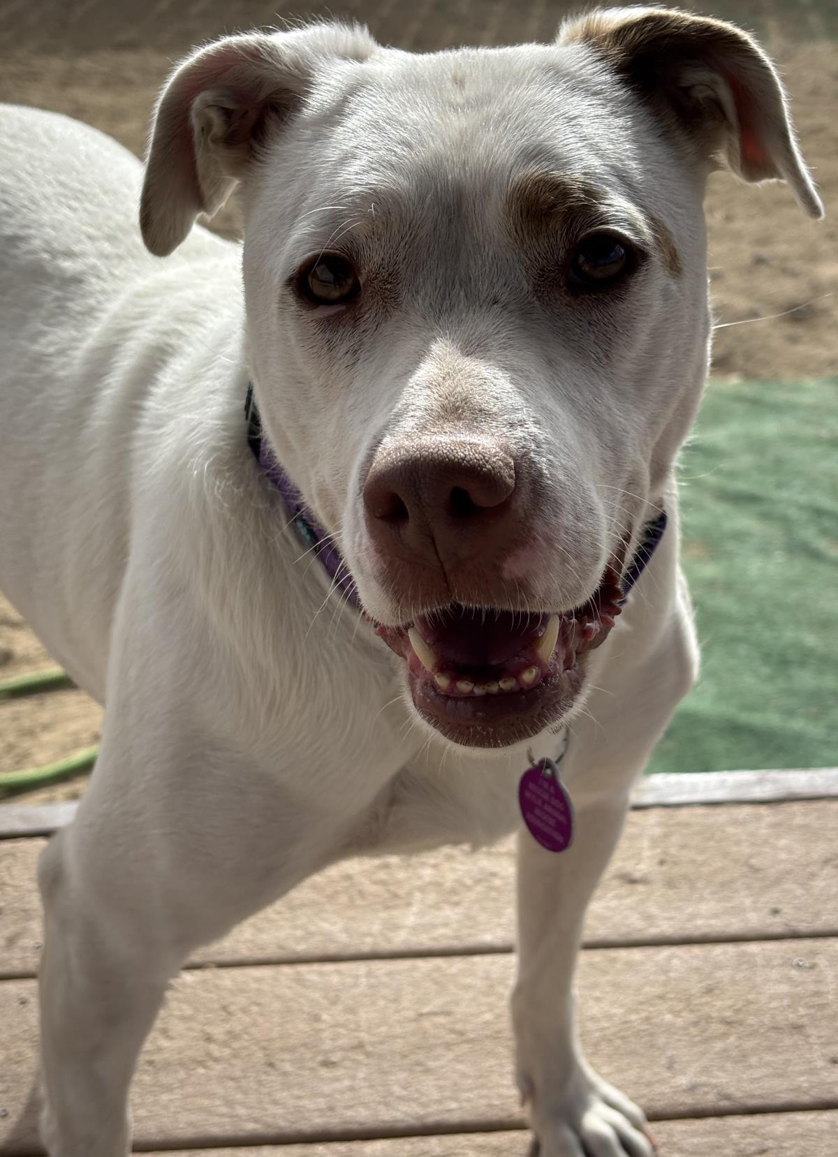 Stella, an adoptable Corgi, Bull Terrier in Incline Village, NV, 89450 | Photo Image 2