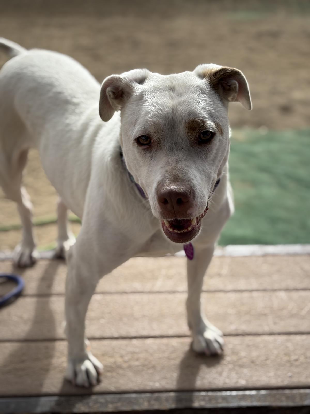 Stella, an adoptable Corgi, Bull Terrier in Incline Village, NV, 89450 | Photo Image 3