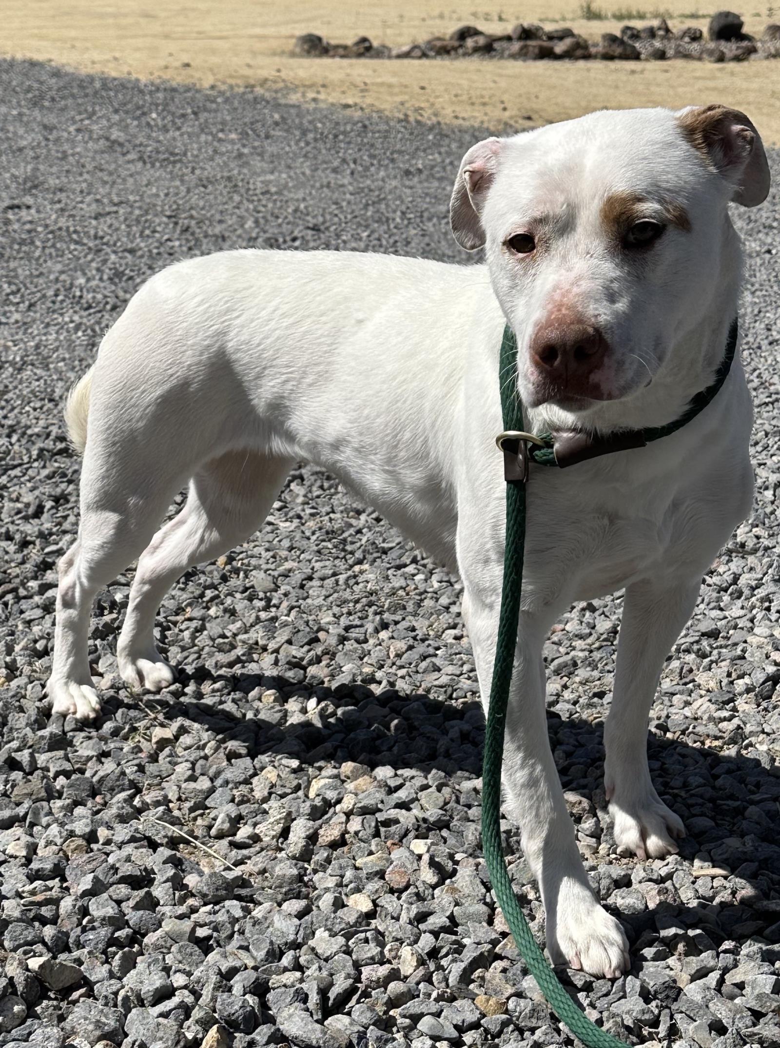 Stella, an adoptable Corgi, Bull Terrier in Incline Village, NV, 89450 | Photo Image 4
