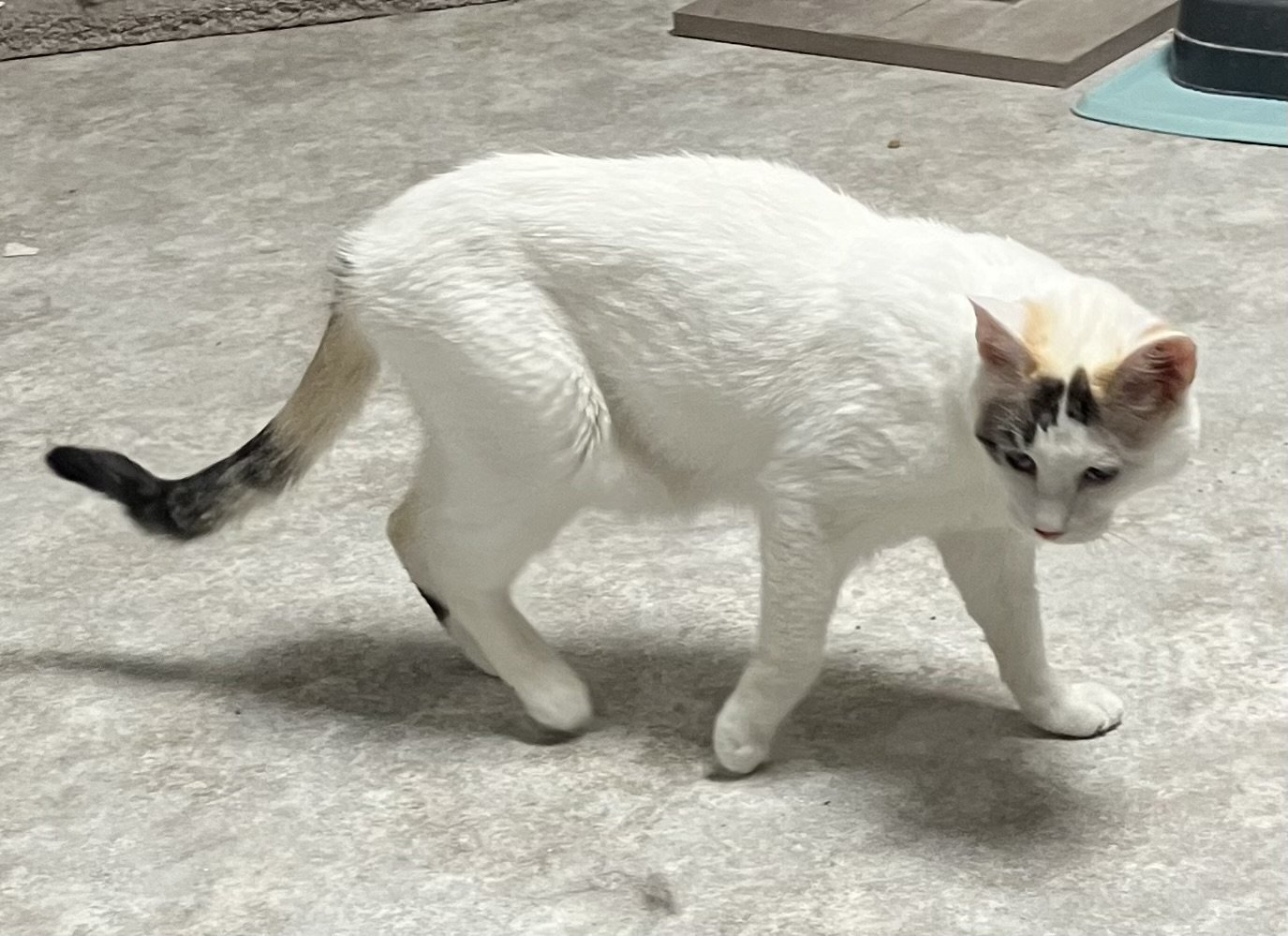 Holly - White Cat in Foster Care, an adoptable American Shorthair in Mitchell, SD, 57301 | Photo Image 1