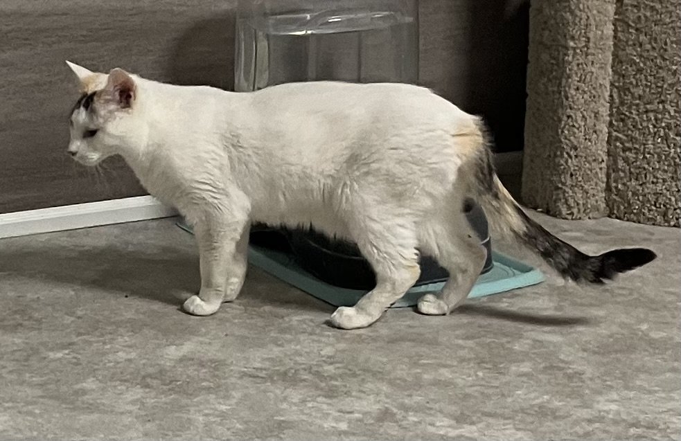 Holly - White Cat in Foster Care, an adoptable American Shorthair in Mitchell, SD, 57301 | Photo Image 2