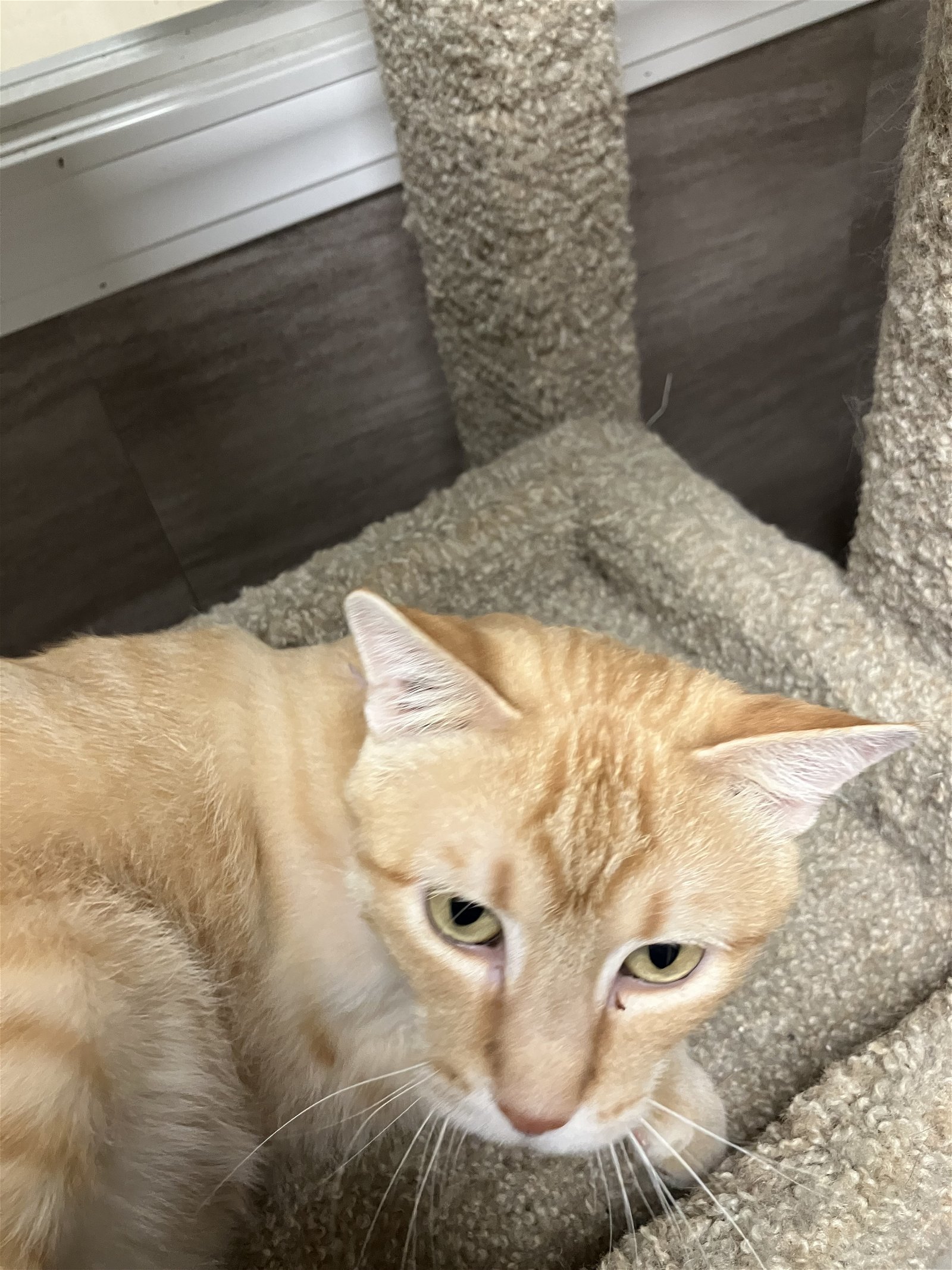 Ziggy - Orange Tabby in Foster Care, an adoptable Domestic Short Hair in Mitchell, SD, 57301 | Photo Image 1