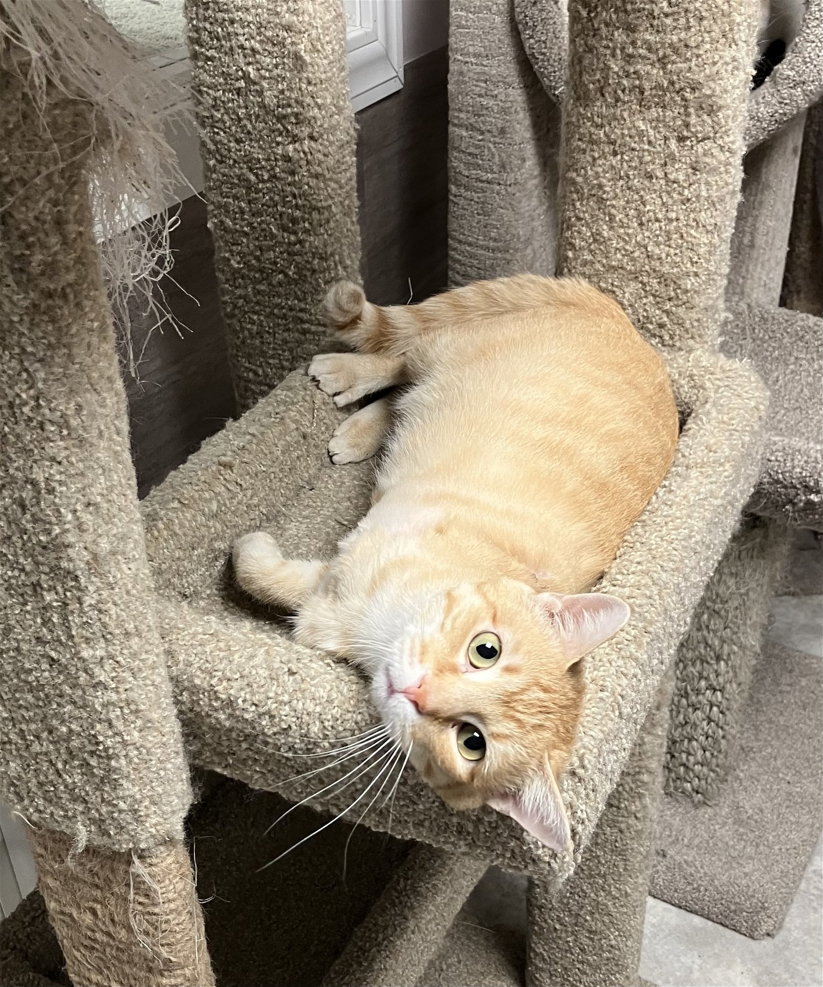 Ziggy - Orange Tabby in Foster Care, an adoptable Domestic Short Hair in Mitchell, SD, 57301 | Photo Image 3