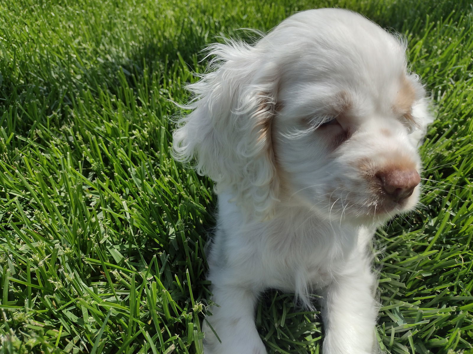 Tinkerbell, an adoptable Cocker Spaniel in Sioux Falls, SD, 57101 | Photo Image 1