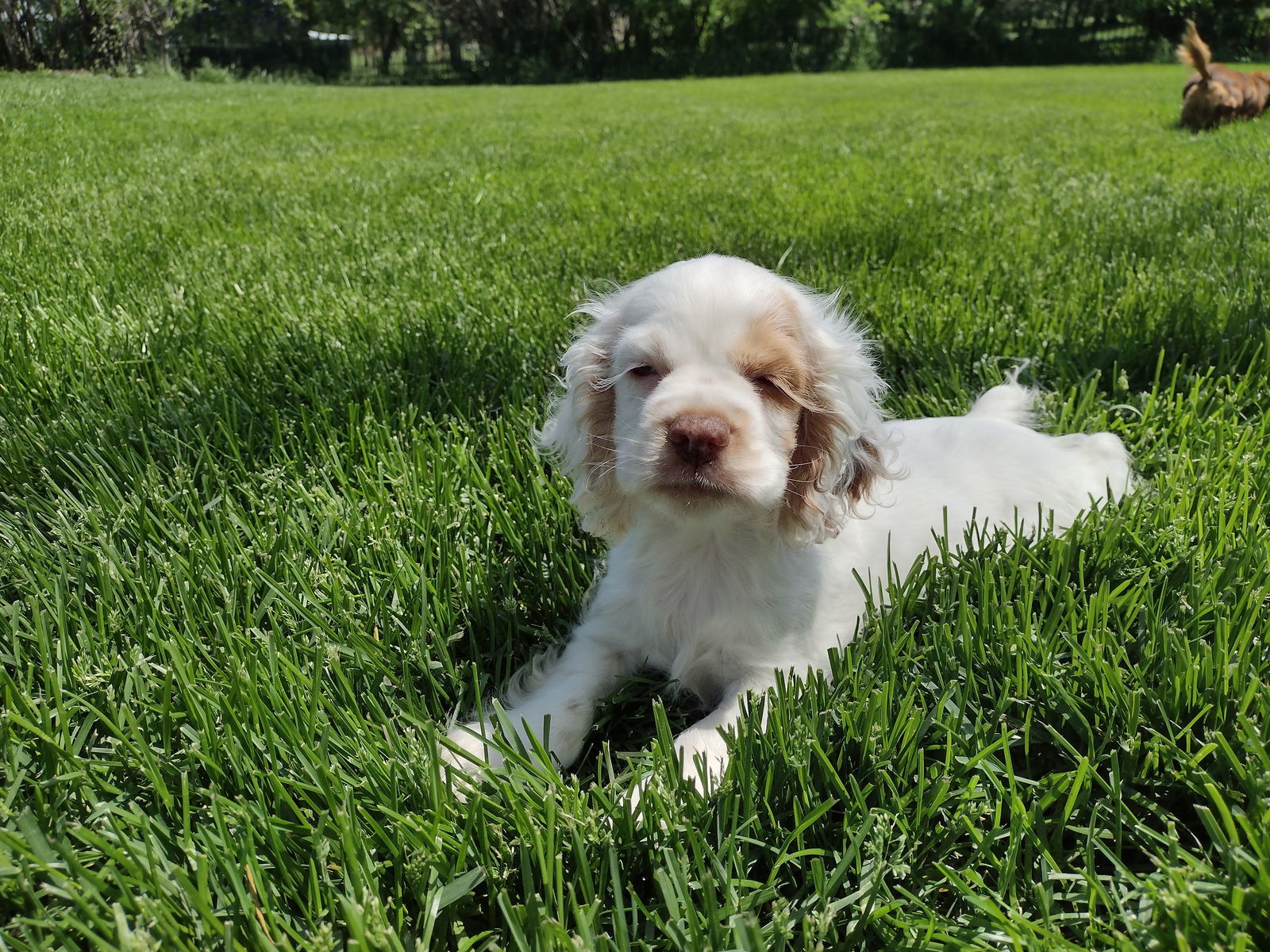 Tinkerbell, an adoptable Cocker Spaniel in Sioux Falls, SD, 57101 | Photo Image 2