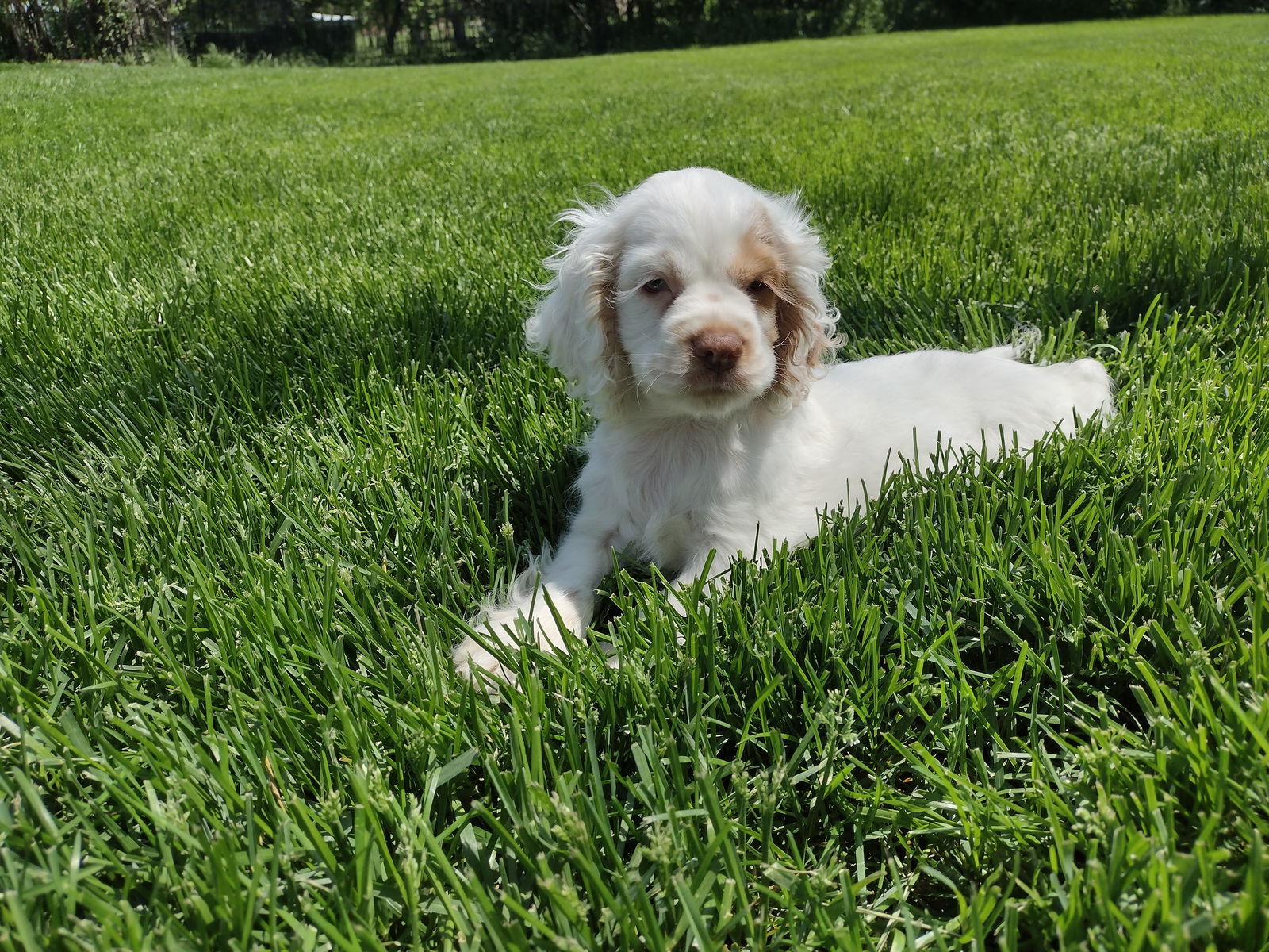 Tinkerbell, an adoptable Cocker Spaniel in Sioux Falls, SD, 57101 | Photo Image 3