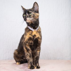 A5628021 Cookie is a gorgeous Tortie female who arrived at the Care Center as an owner surrender on