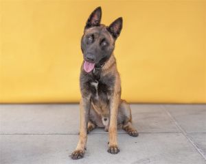 APOLLO Belgian Shepherd / Malinois Dog