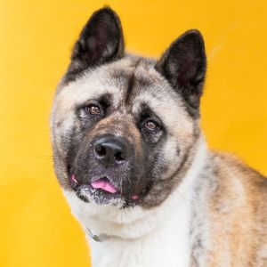 CINDY BRADY Akita Dog