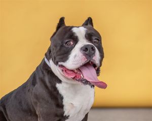 A5625704 Tyson is a stout big boy with awesome black and white coloring Such a hunk of love hell
