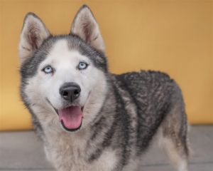 A5628492 Carly is an attentive loving husky -6-year-old spayed female -Siberian Husky -Gray  Wh