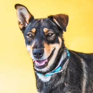 SHADOW Doberman Pinscher Dog